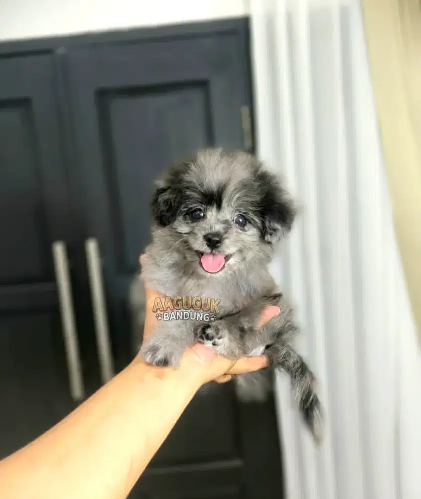 Pomapoo Rare colours blue merle