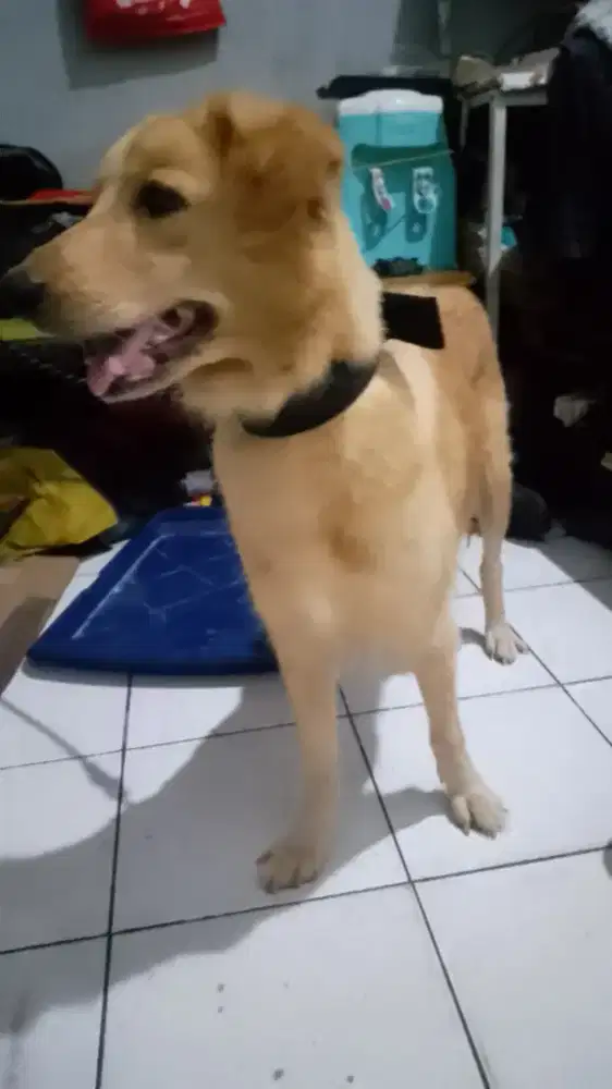 Golden retriever mix Husky betina 7bln sehat bagus smart dog schooll