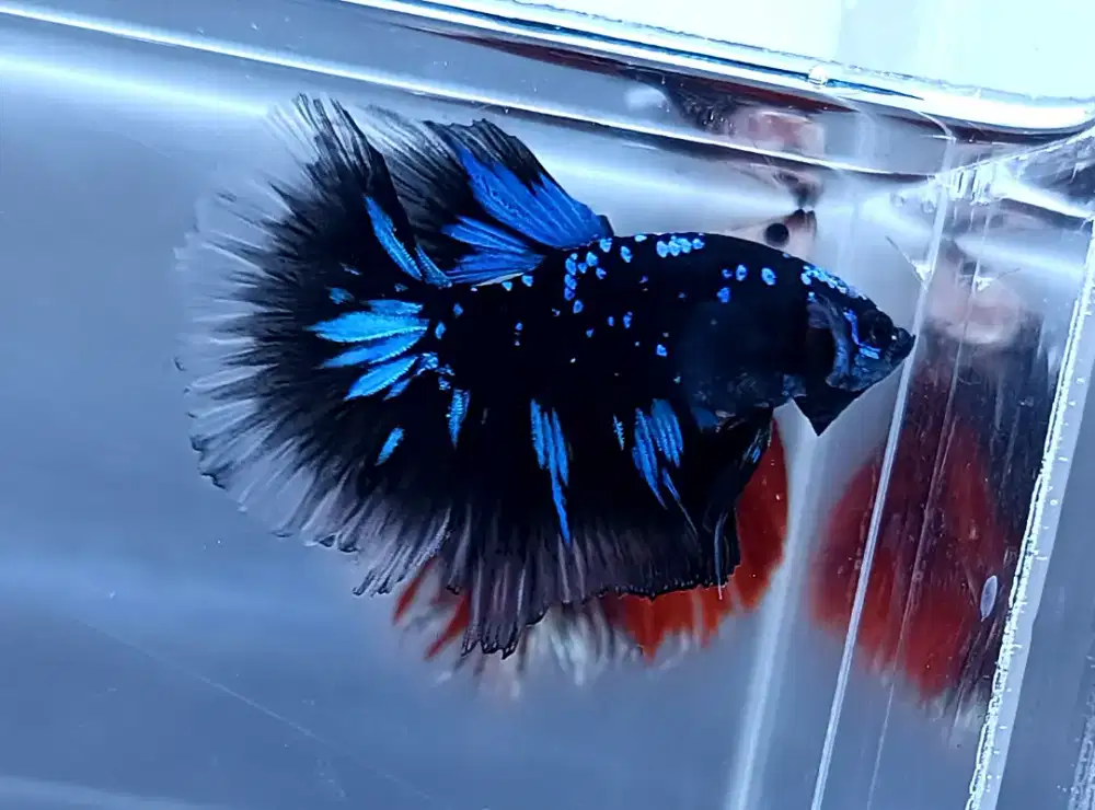 ikan cupang halfmoon avatar