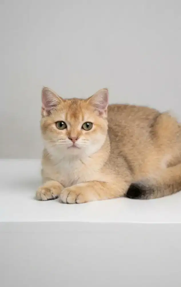 BSH Golden Ny11 Female Line Ped