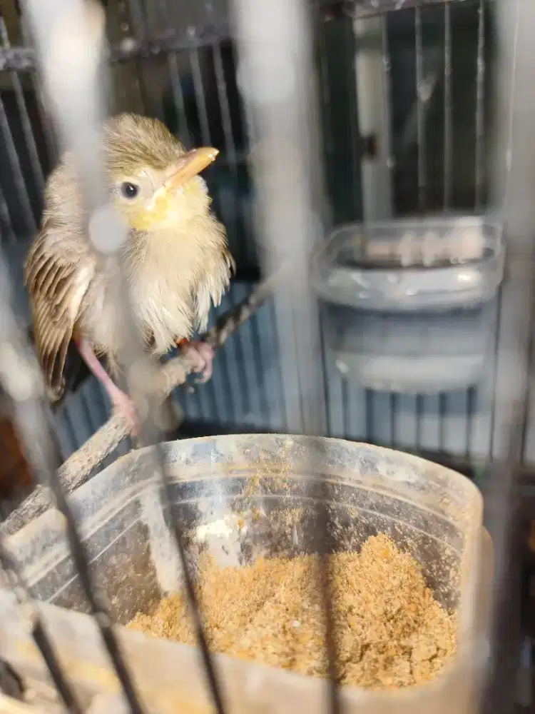 Ciblek gunung anakan