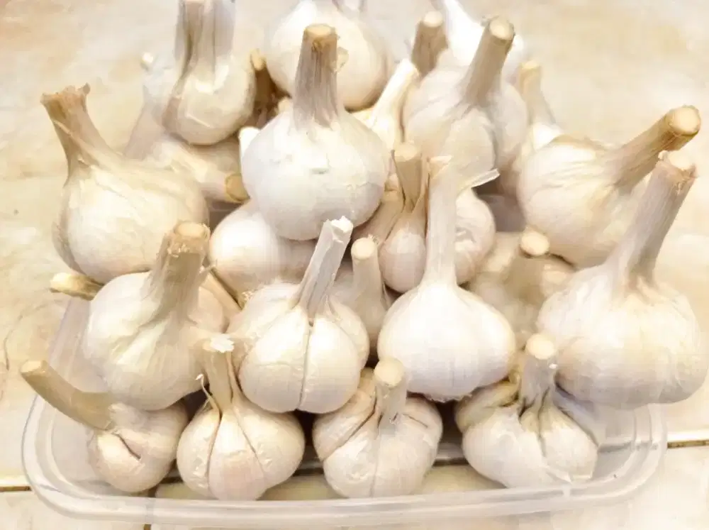 Bawang putih kating ecer dan grosir