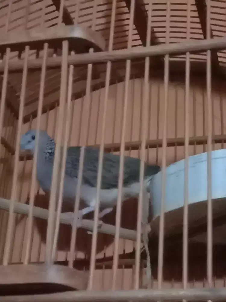 Tekukur silangan jantan gacor