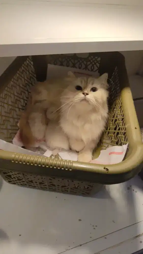 Kucing himalaya induk + 2 kittennya