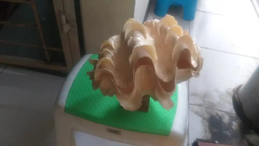 Sea Shell collection