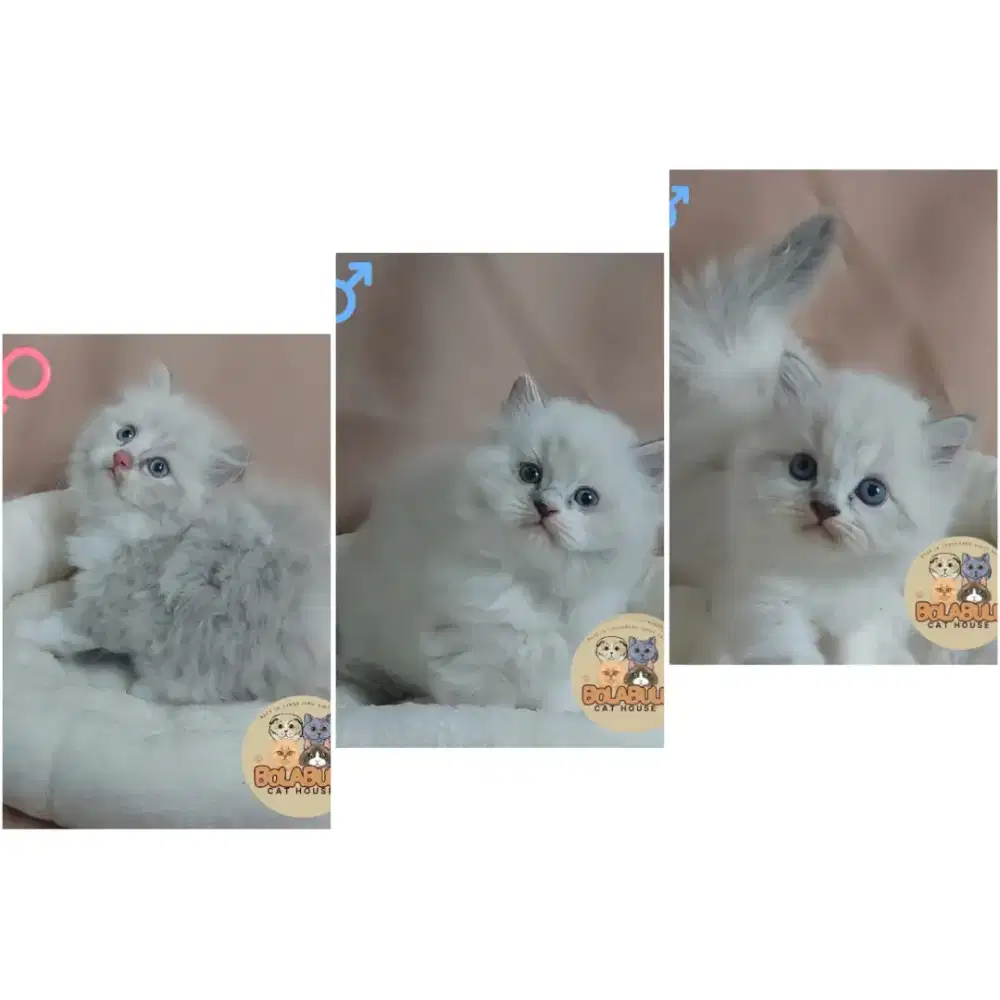 Open Booking Kitten Ragdoll