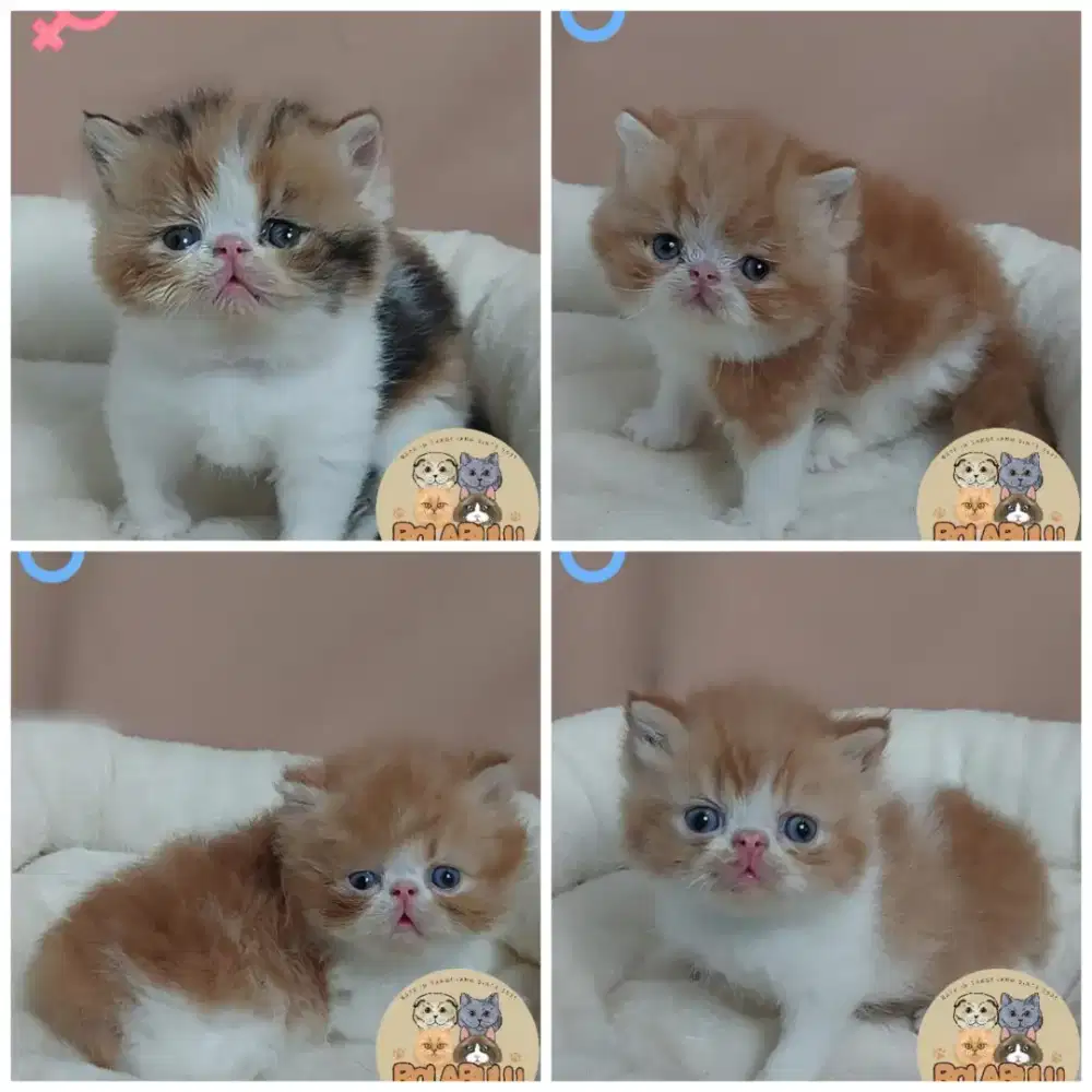 Open Booking Kitten Peaknose