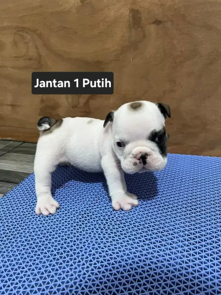 English bulldog jantan