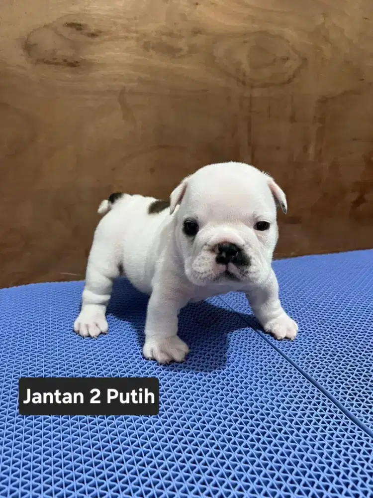 Anjing English bulldog jantan