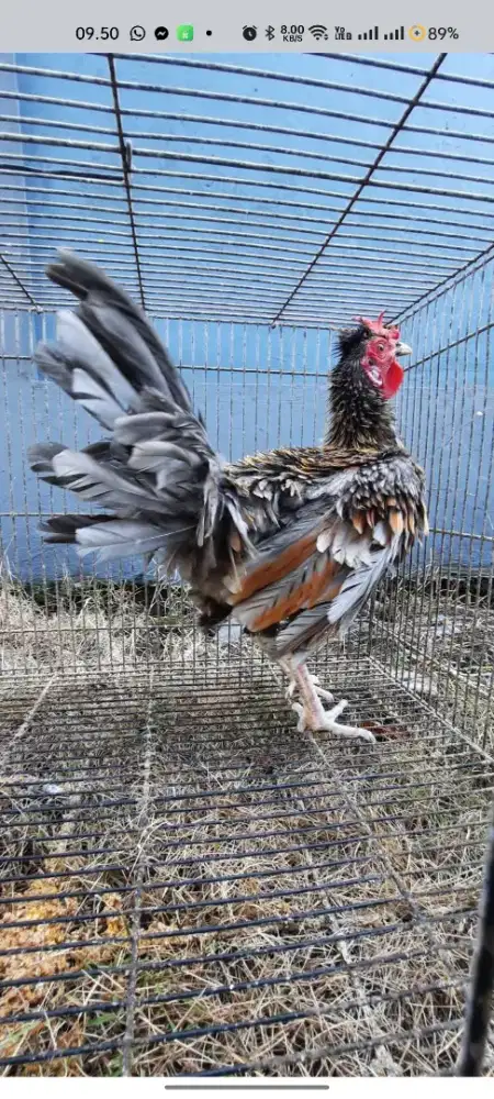 Ayam walik jntan siapan