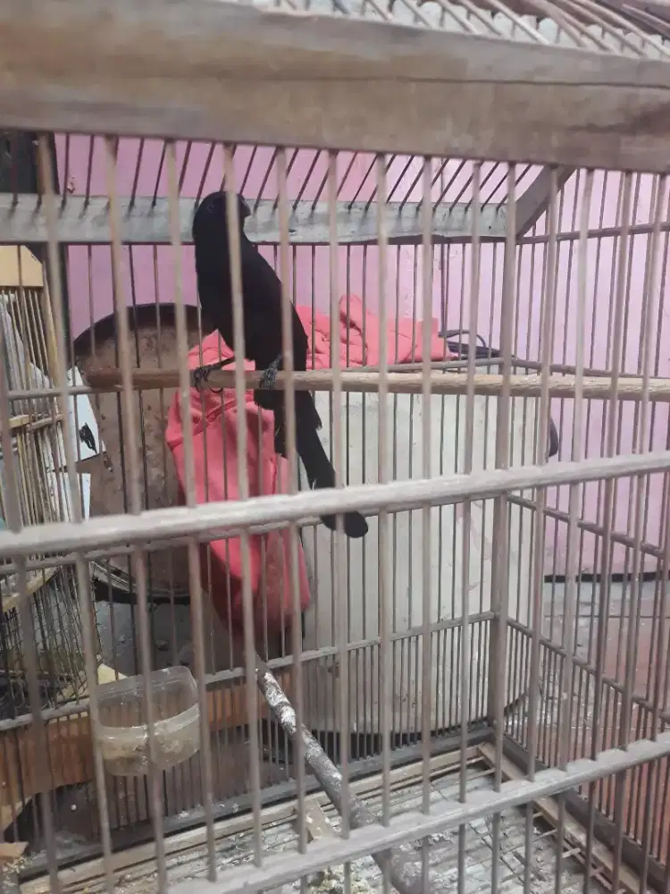 muray irian bunyi por total