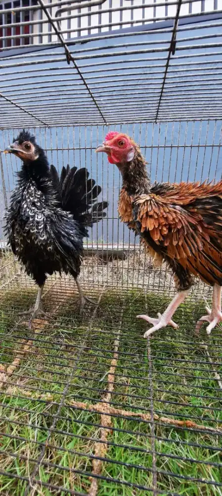 Ayam walik sepsang umur kurang lebih 5 bulanan