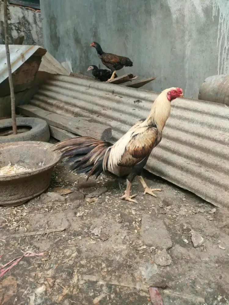 Ayam shamo jantan umur kurang lebih 8 bulanan