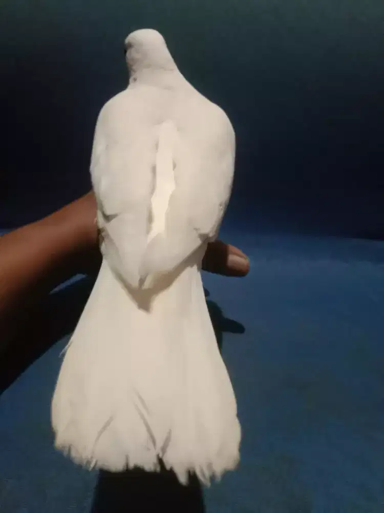 Puter putih mata merah jantan