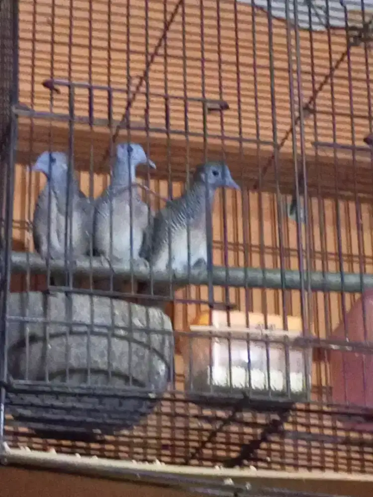 3 Perkutut Bangkok belajar bunyi