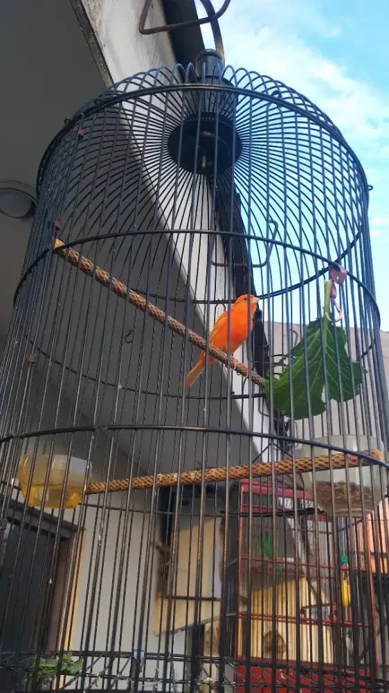 Burung kenari merlok