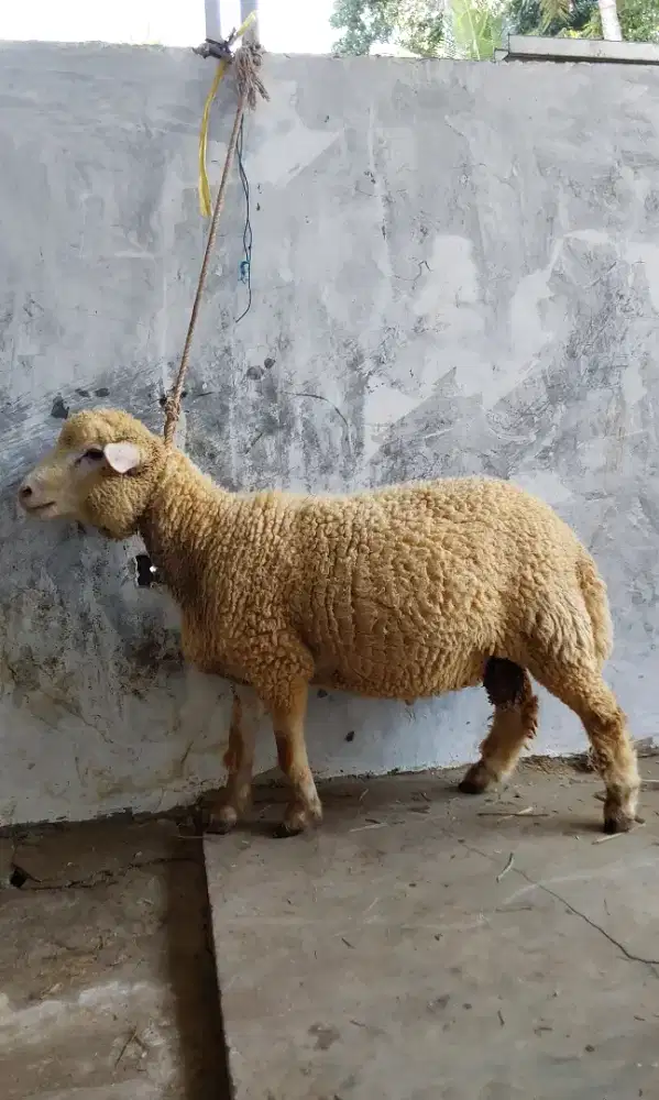 Domba Qurban 2026 Pamulang Farm