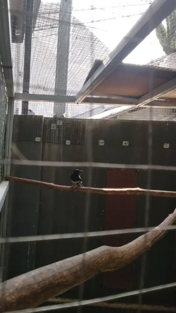 Sepasang burung kacer jabar produksi