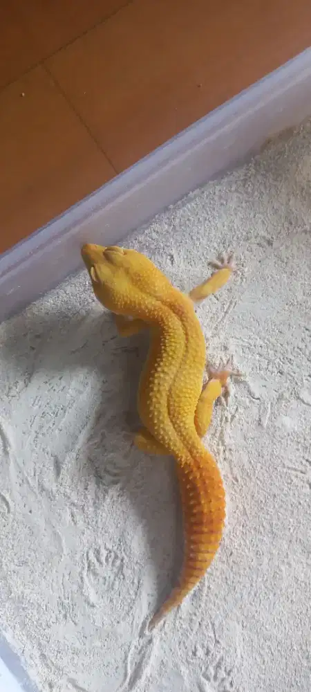 Sunglow Leopard Gecko
