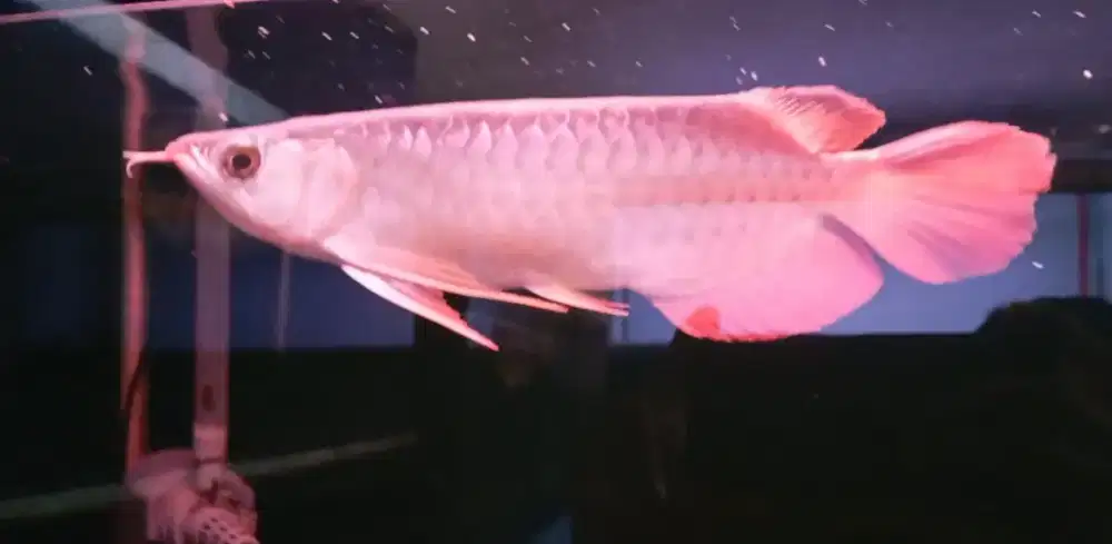 Arwana super red 27cm