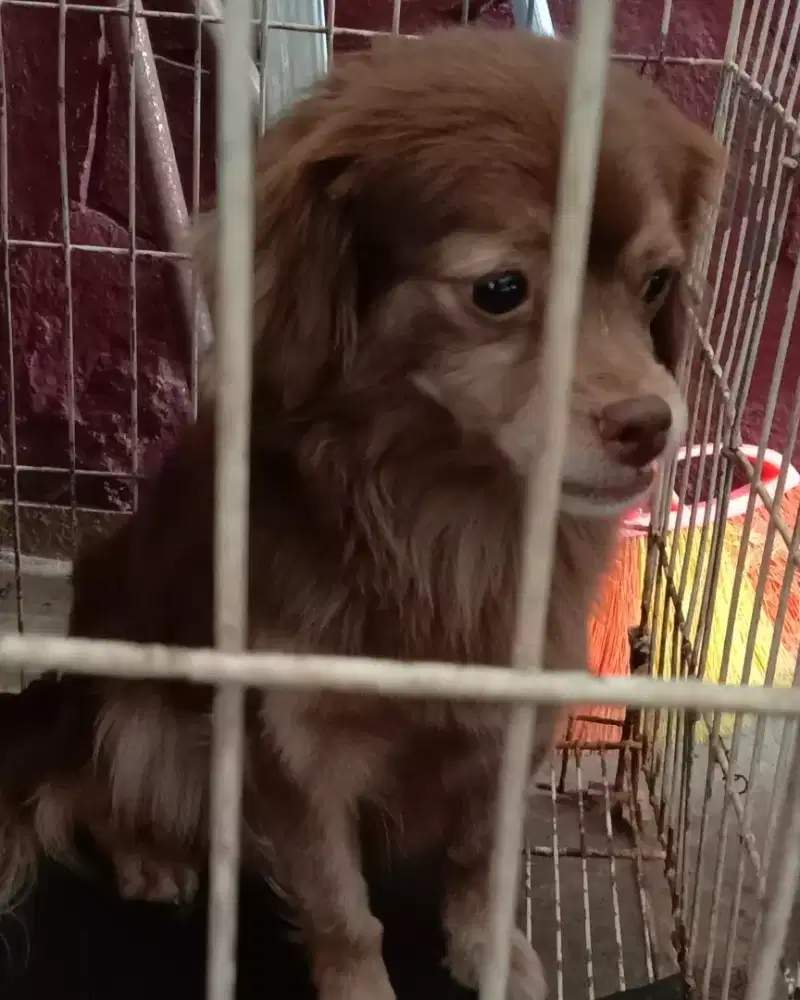 Jual anjing betina ras pudel mix shih zhu