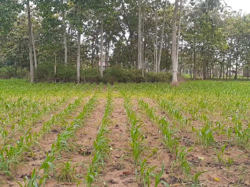 CUMA 100 MTR DARI DUA JALUR! TANAH DIJUAL MURAH KORPRI LAMPUNG