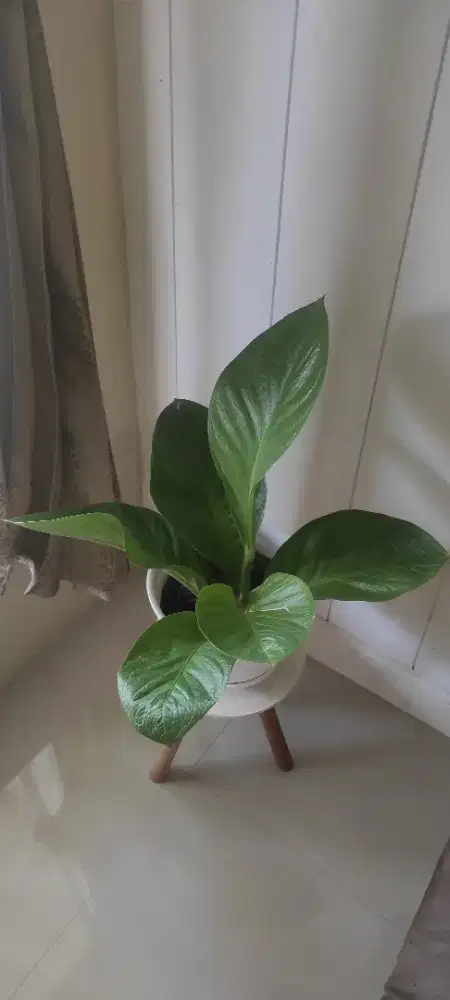 Bunga anturium Jemani Cobra