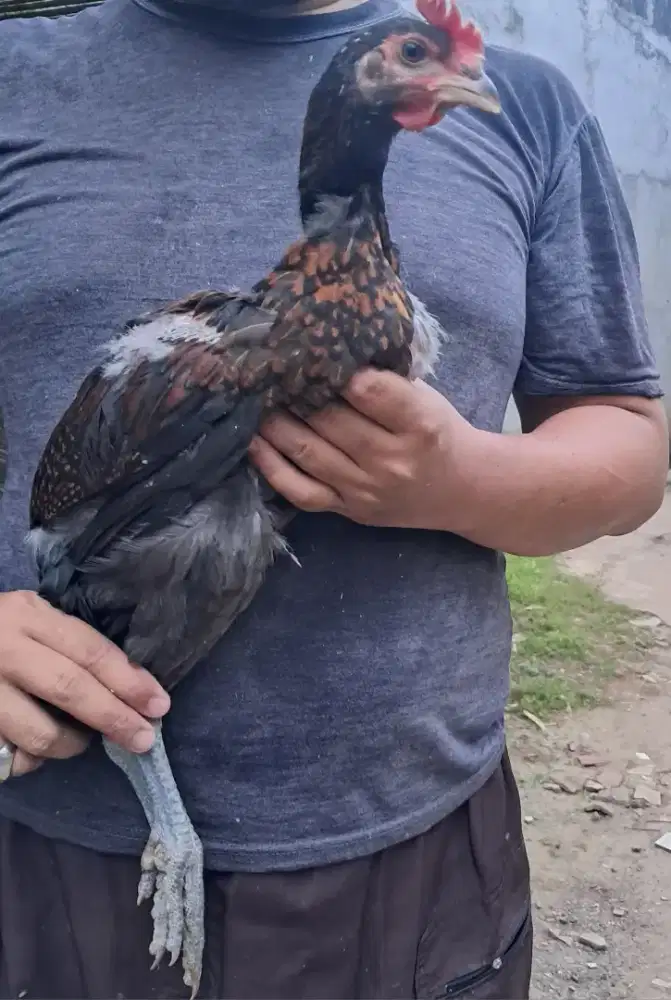 Anakan Ayam Pelung Jantan (Harga Nego)