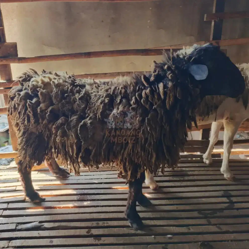 Domba Kurban 1447 Hijriah