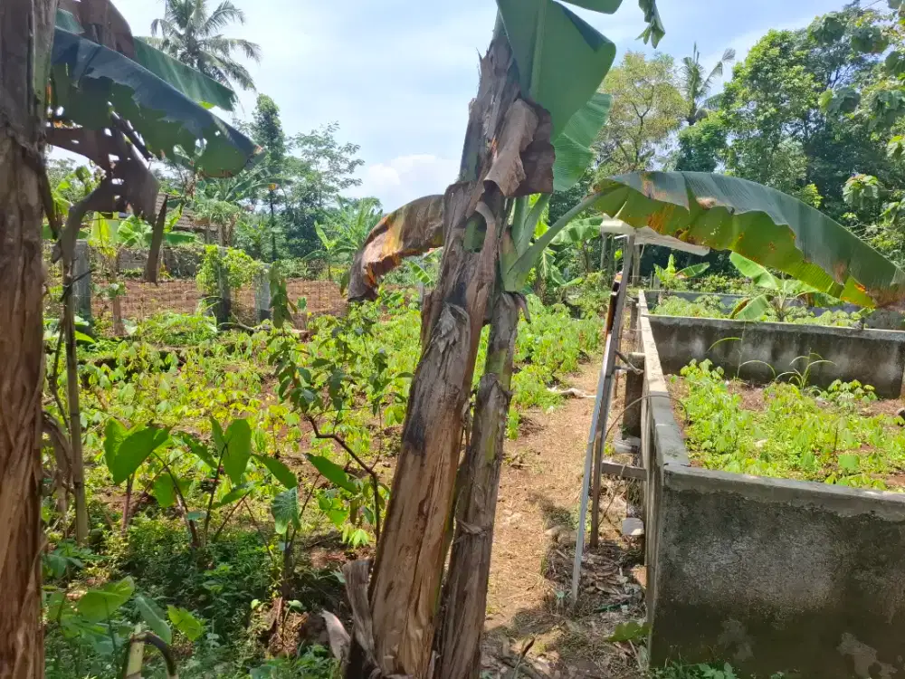 Dijual Tanah Kp. Ciapus Ciomas Bogor
