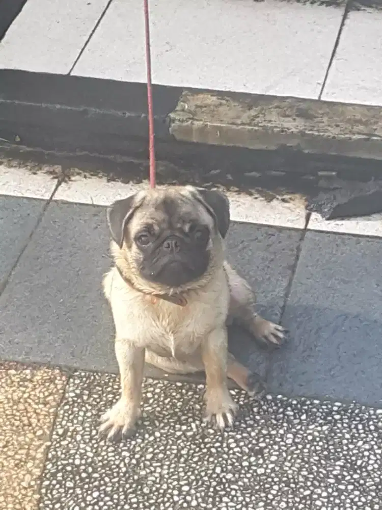 Anjing pug remaja
