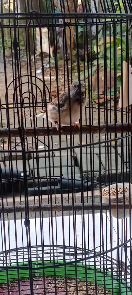 Burung blackthrot boswana body gede mapan jantan rajin/gacor