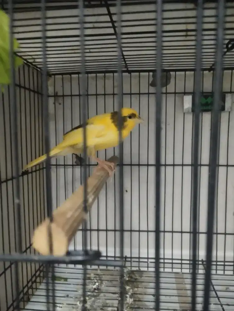 Paud AF f1ys x f1lq bikang