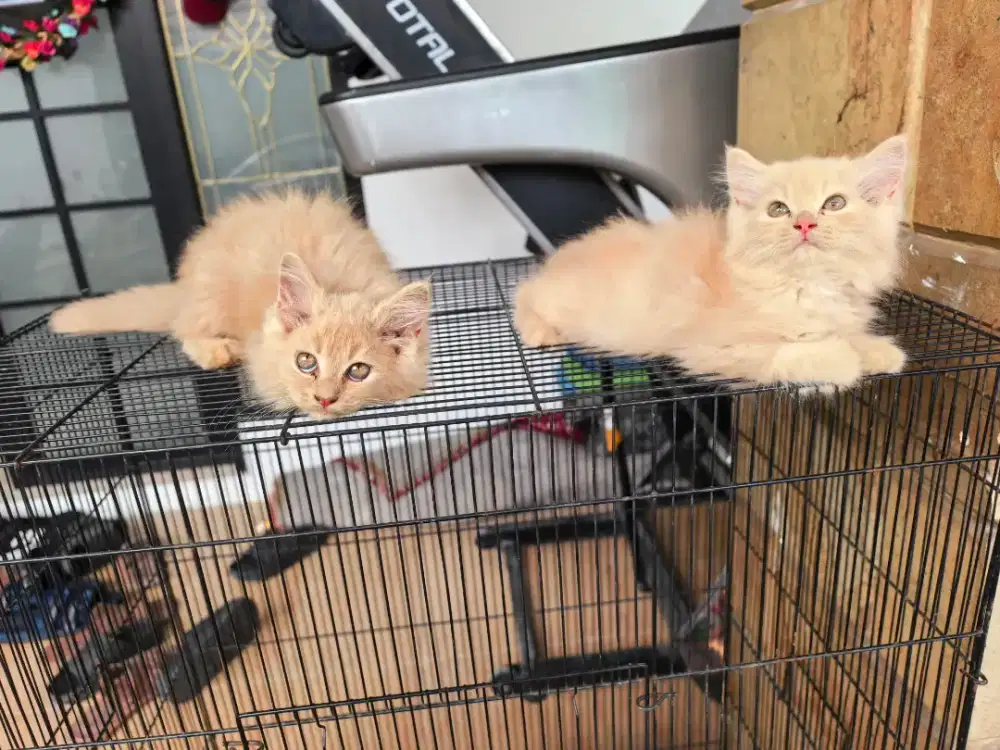 Dijual Murah Sepasang Kitten Persia Long Hair Aktif Sehat di Condet