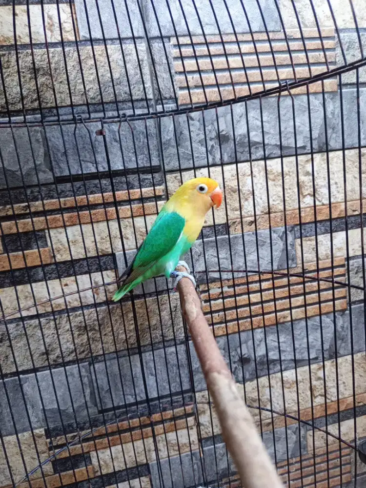 Lovebird biola pb janda