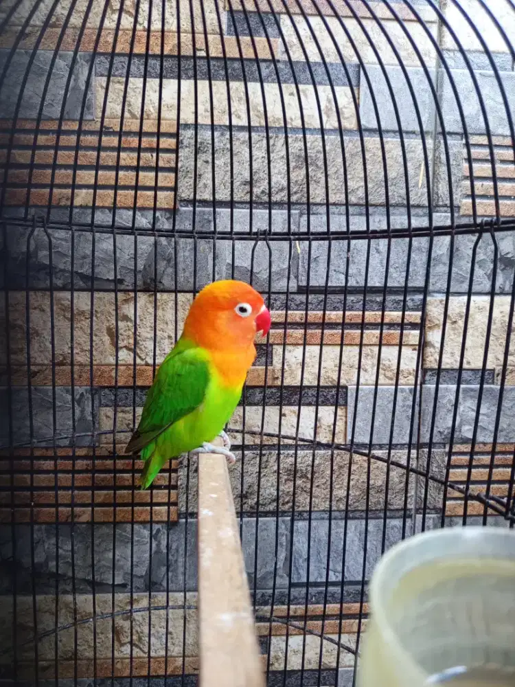 Biola green janda sable