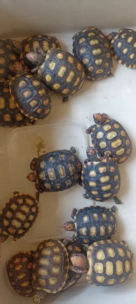 Kura Cherry head Surabaya