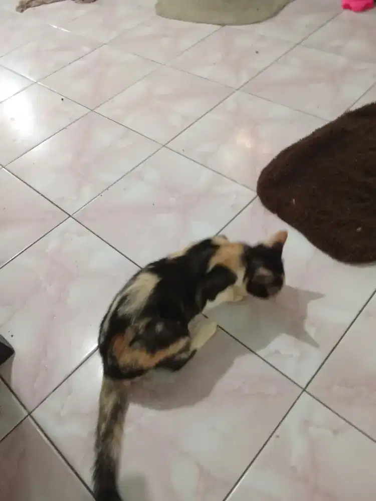 Adopsi segera hewan aktif sehat 2 bersaudara jantan n betina Sidoarjo