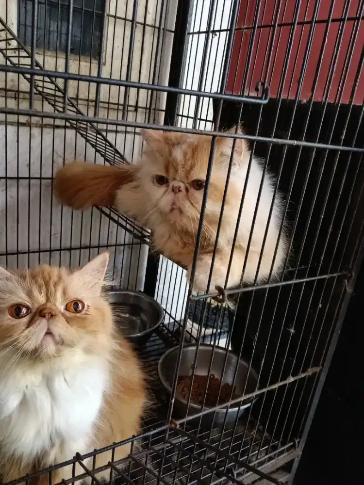 Hewan / kucing picnos sepasang