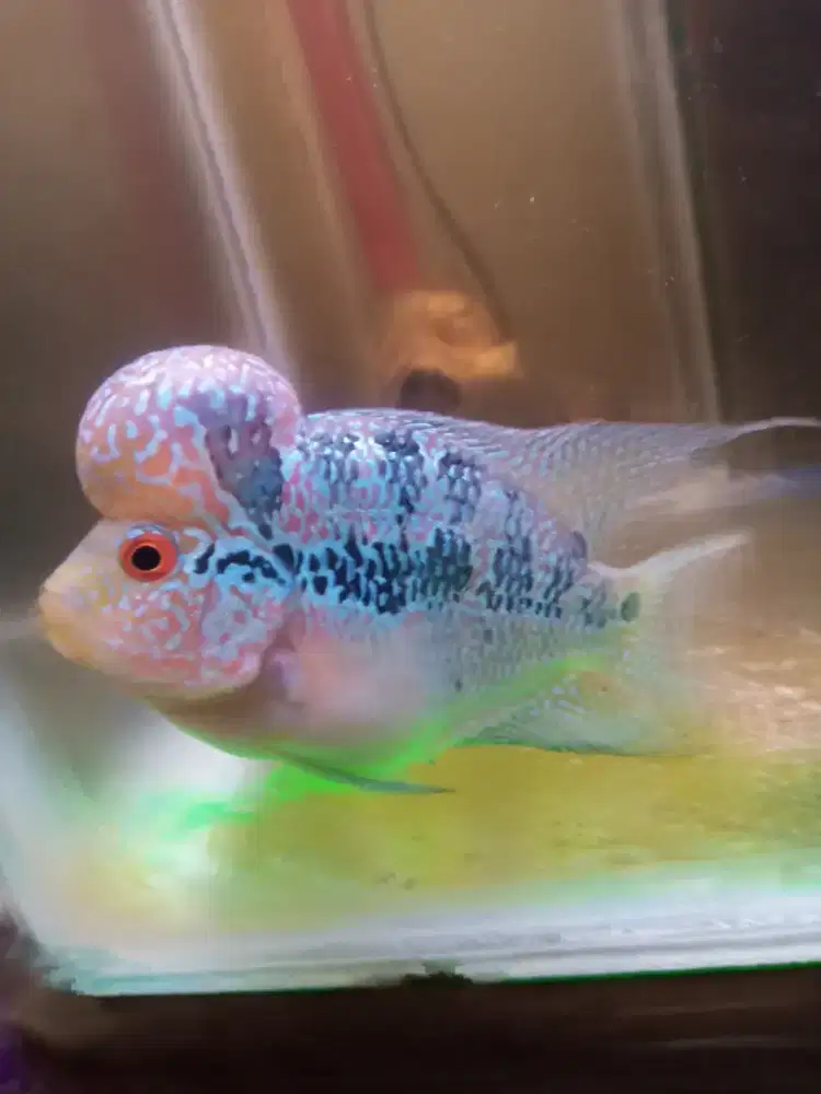 Jual ikan louhan cencu sort body + aquarium 1 set