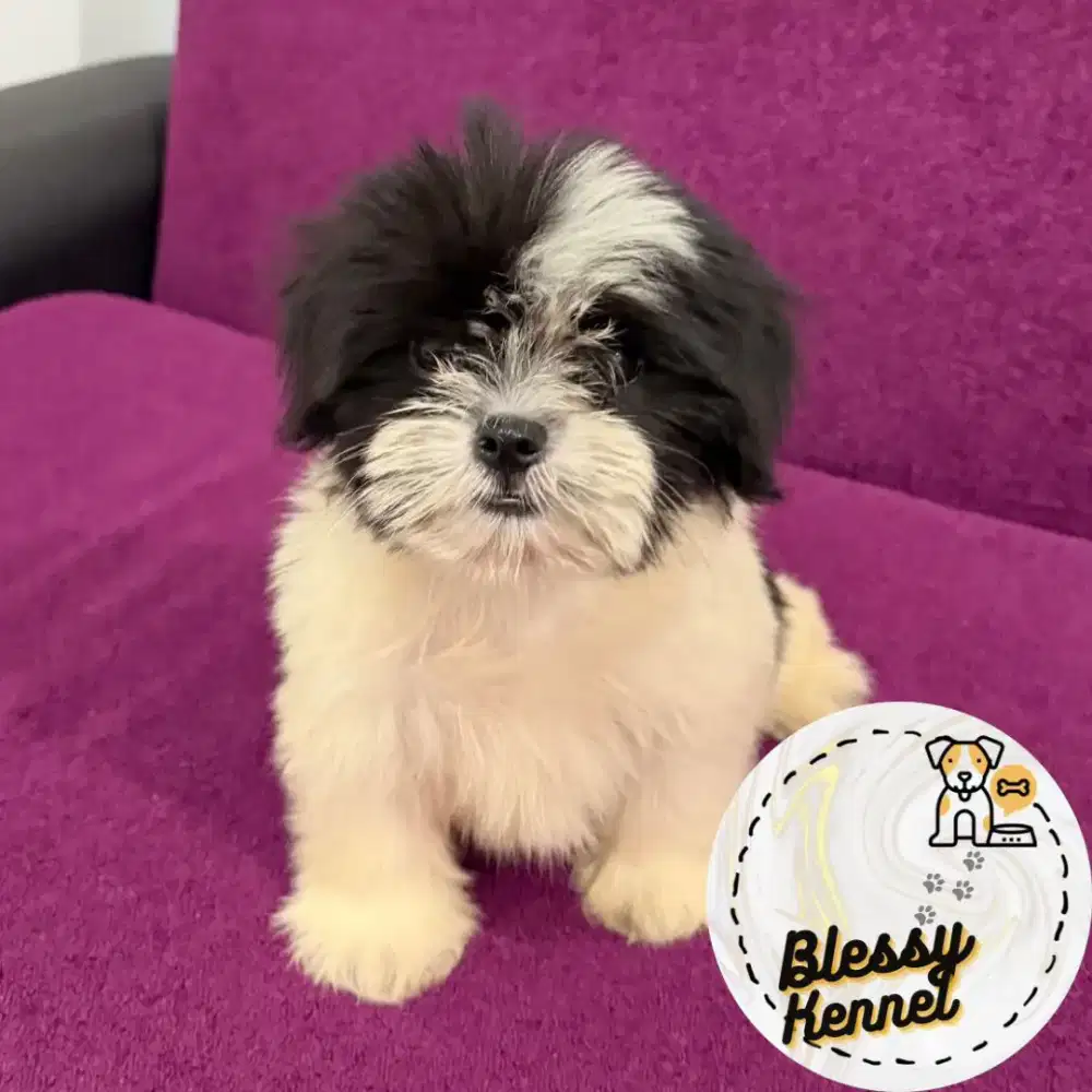 Anjing Shih Tzu / Shitzu