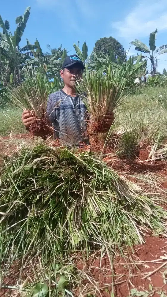 Rumput vetiver guna untuk mencegah terjadinya erosi