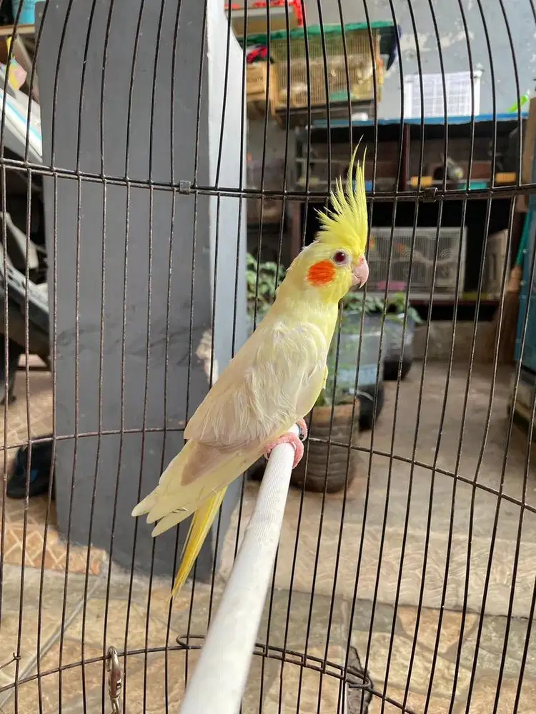 Parkit australia falk depok