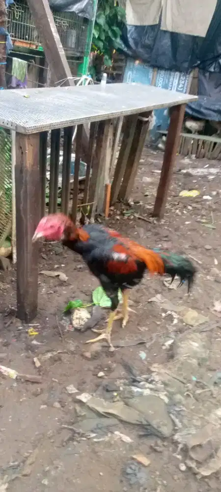 Jual 1 pasang ayam Bangkok pakoy