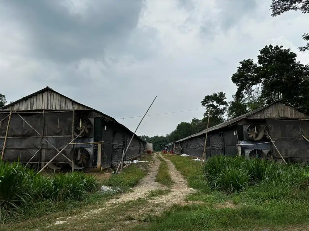 DISEWAKAN FARM AYAM BROILER