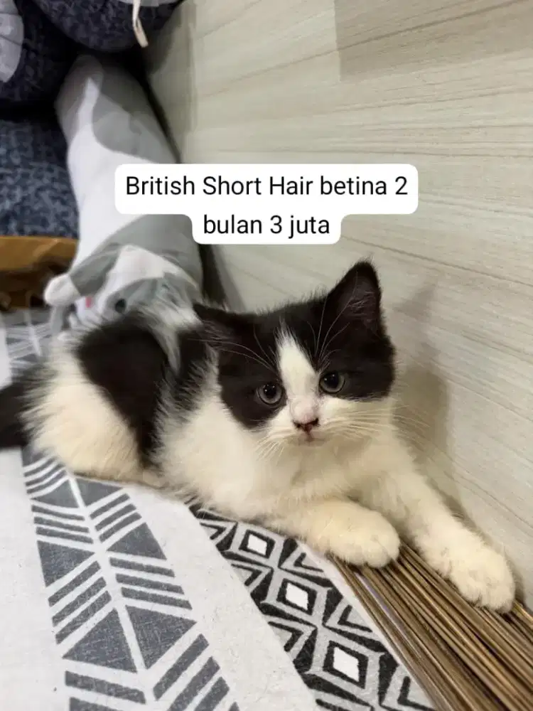 Iklan penjualan hewan kucing