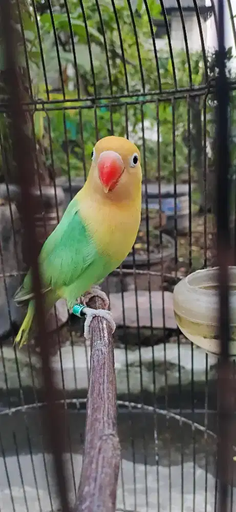 Lovebied Biola Aqua pied posibel split ino MM