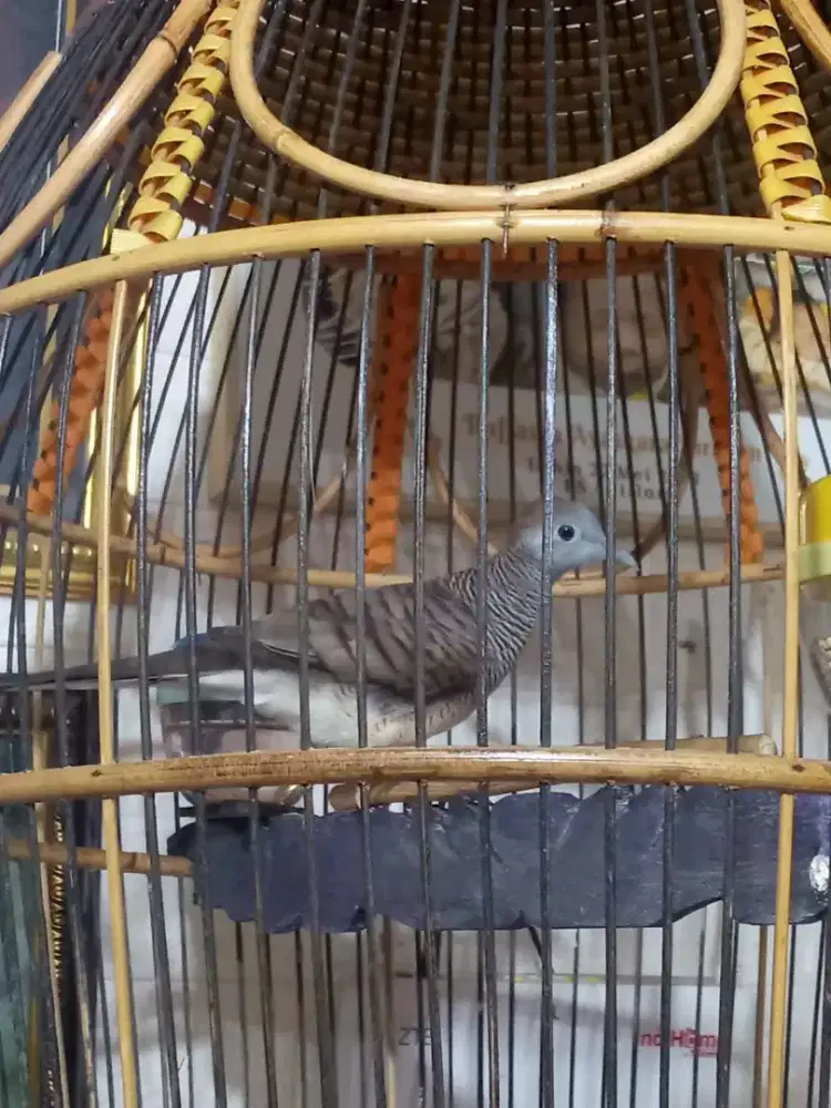 Burung Perkutut Bangkok