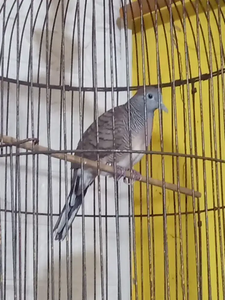 Burung Perkutut Crossing