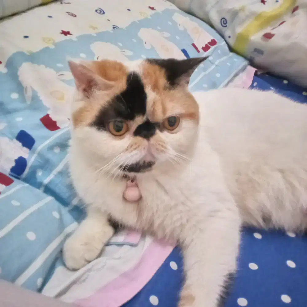 Jual kucing peak nose